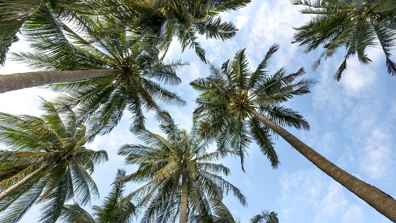palmbomen palmbomen